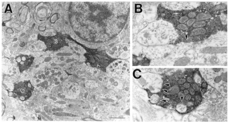 Fig. 12