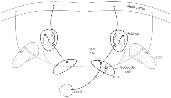 Fig. 19