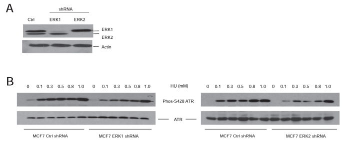 Fig. (3)