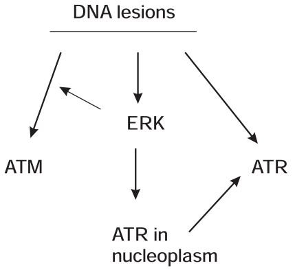 Fig. (2)