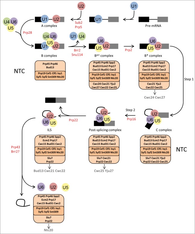 Figure 1.