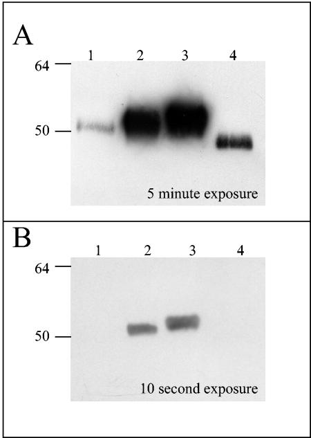 FIG. 5.