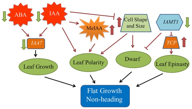 FIGURE 6