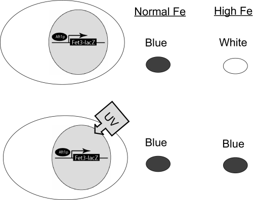 FIGURE 1.