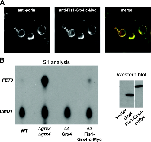 FIGURE 10.