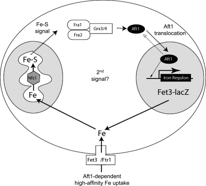 FIGURE 11.