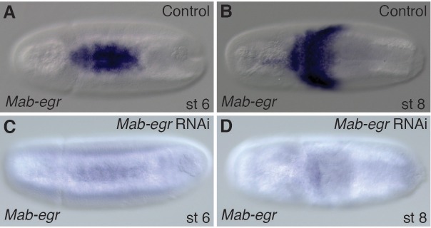 Figure 4—figure supplement 2.