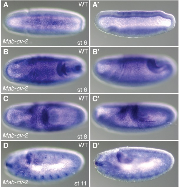 Figure 4—figure supplement 3.