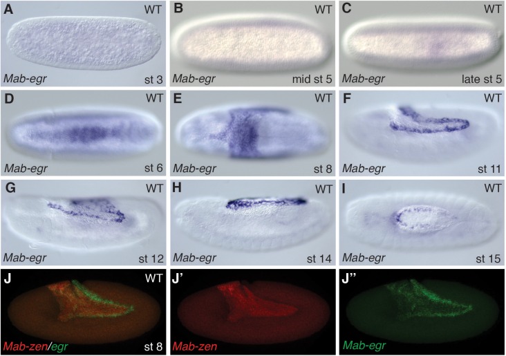 Figure 2—figure supplement 3.