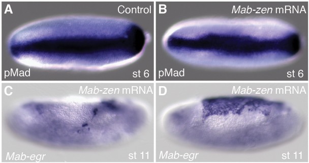 Figure 4—figure supplement 1.