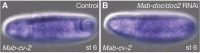 Figure 4—figure supplement 5.