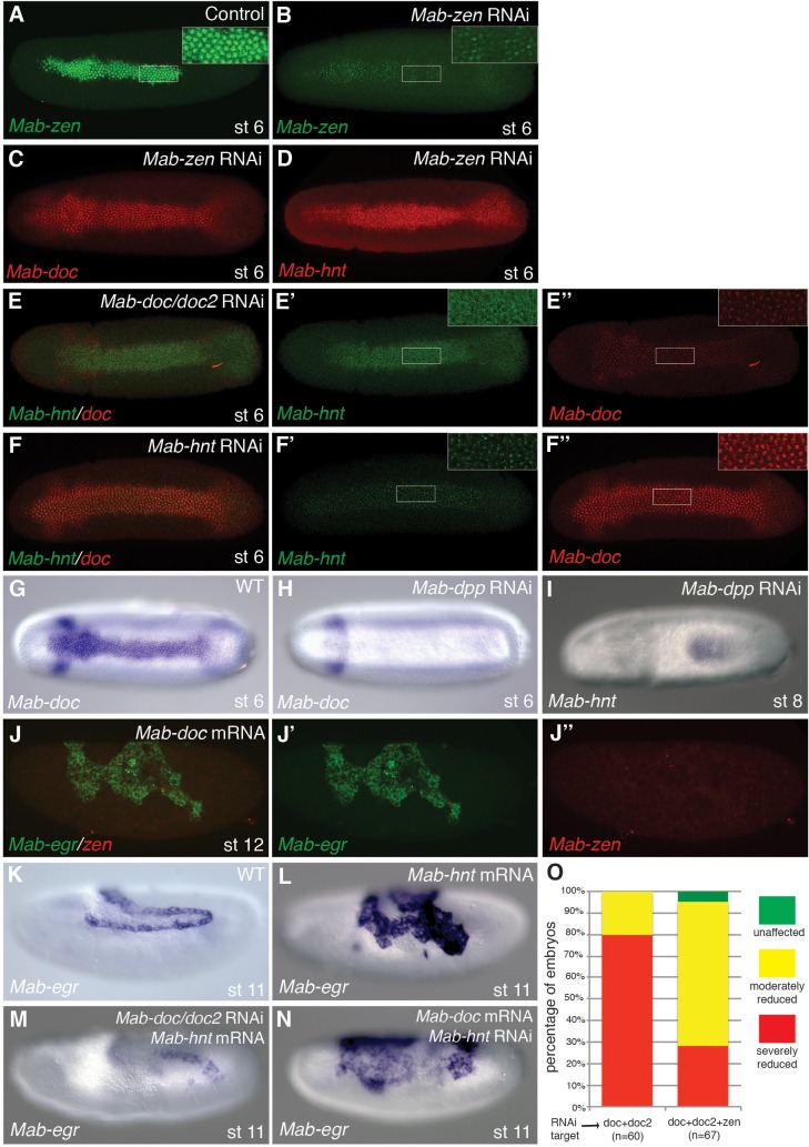 Figure 3—figure supplement 1.