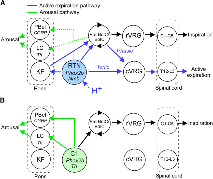 Figure 11.