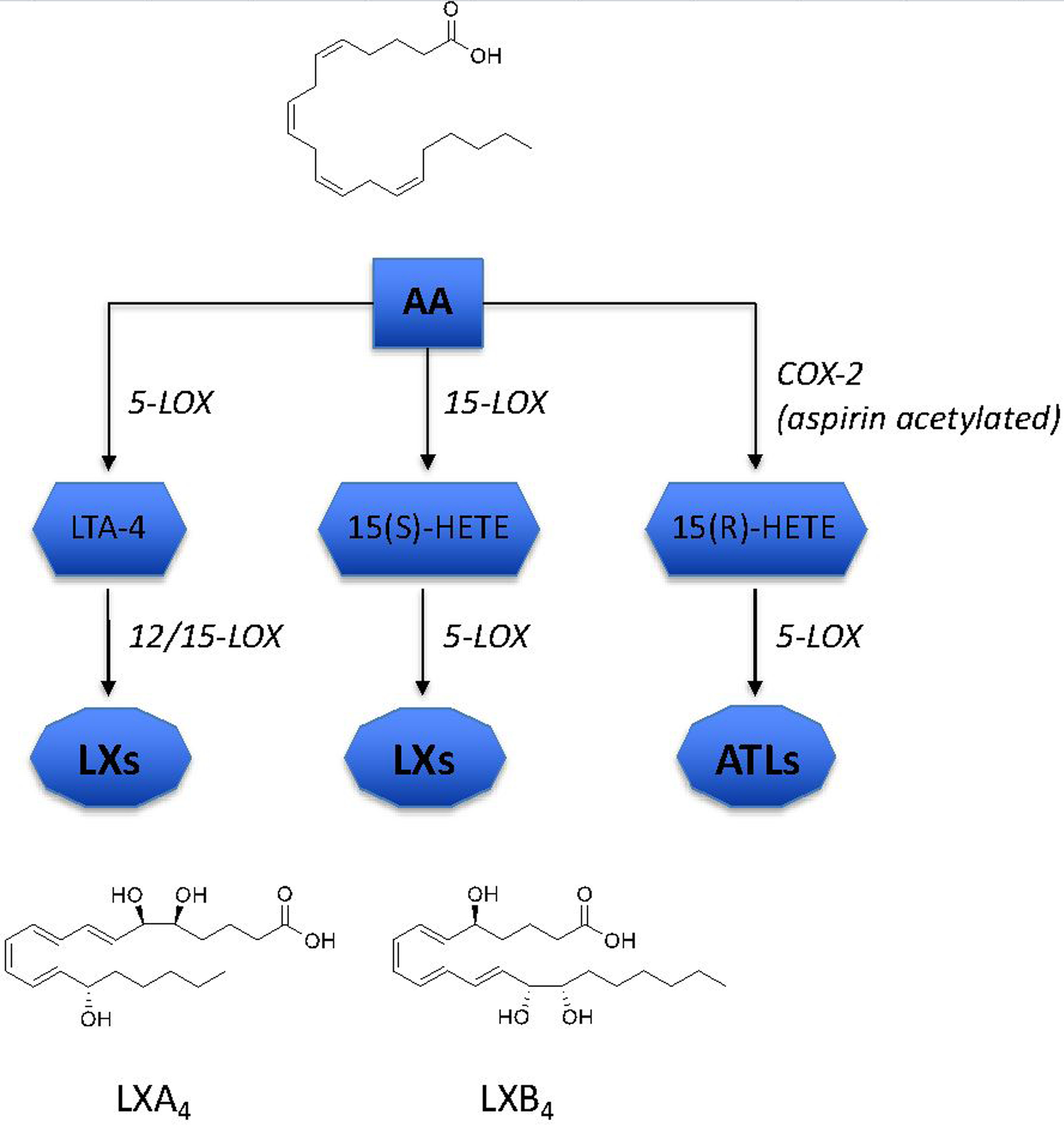 Fig 1.