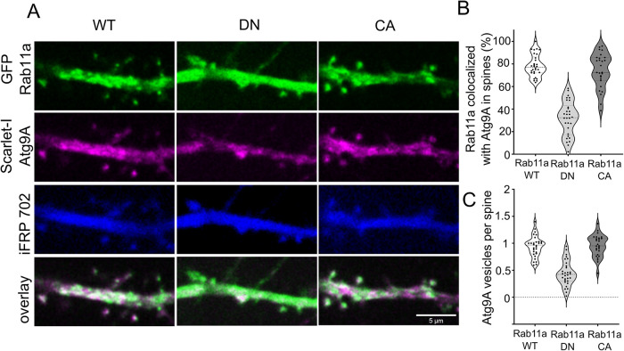 FIGURE 3: