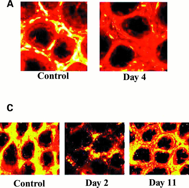 Figure 4  