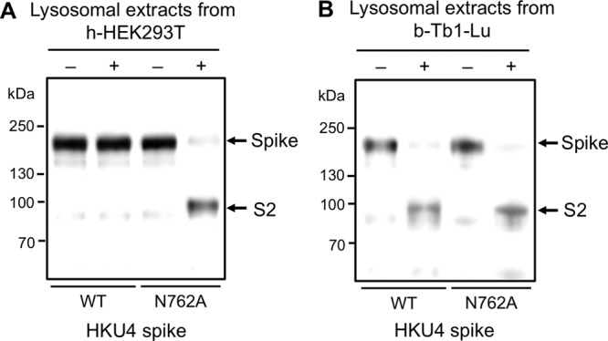 FIG 6