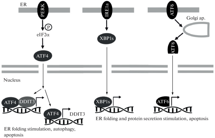 Fig. 3. 