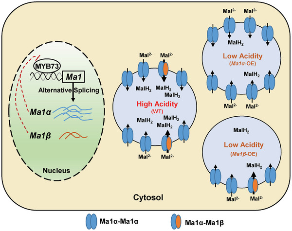 Figure 12