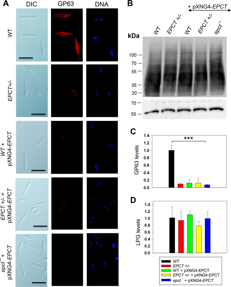 Fig 8