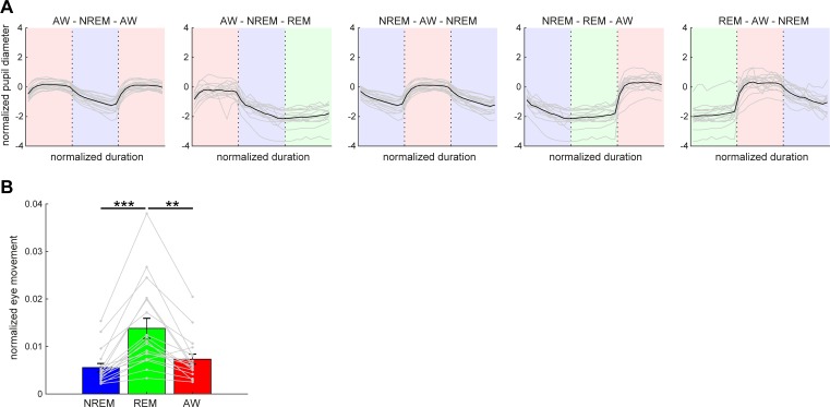 Figure 3—figure supplement 1.