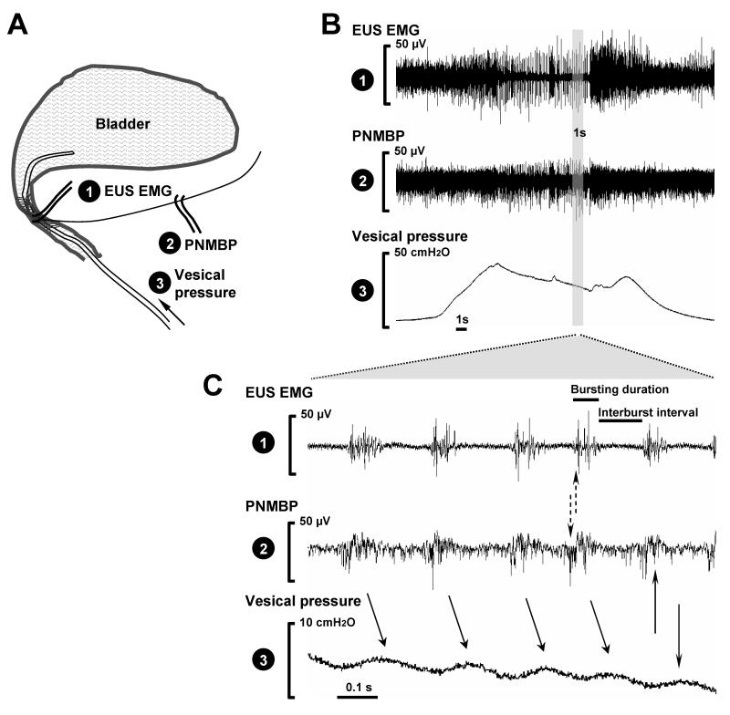 Fig .1