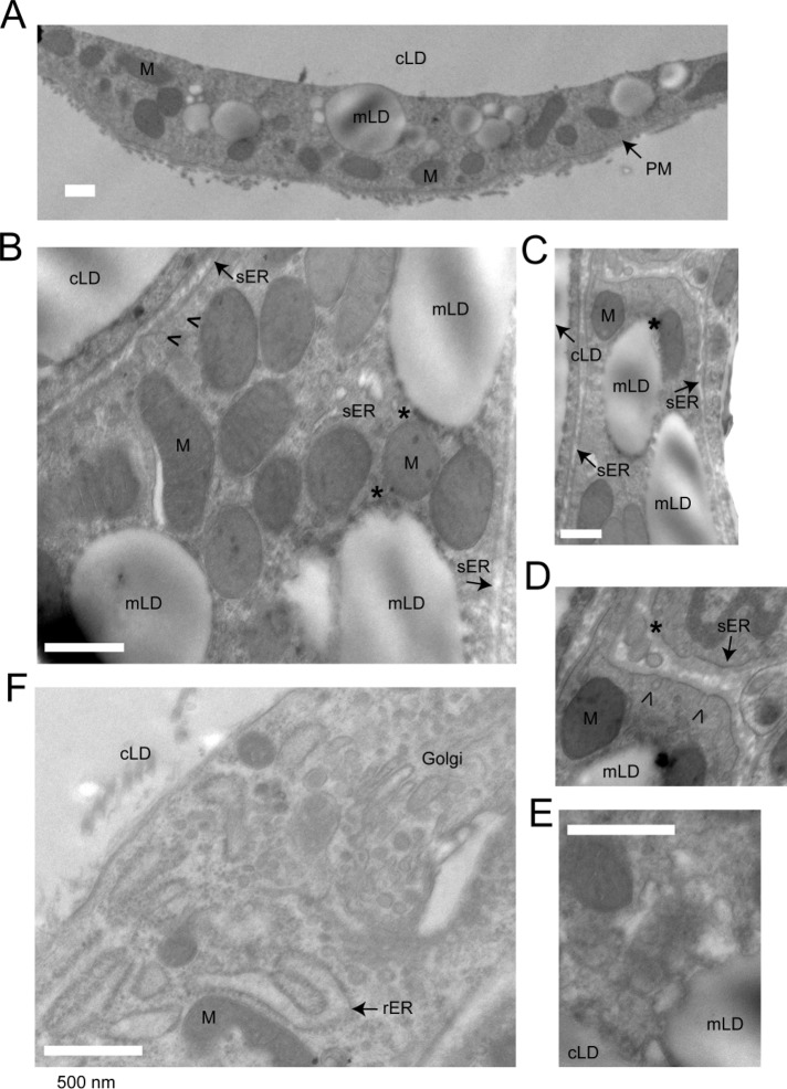 FIGURE 3: