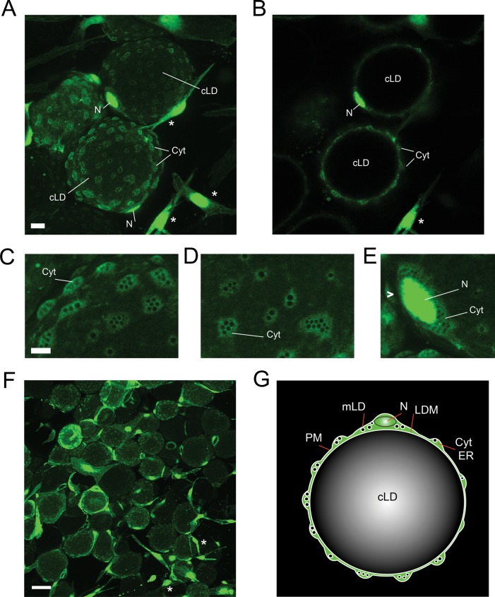 FIGURE 1: