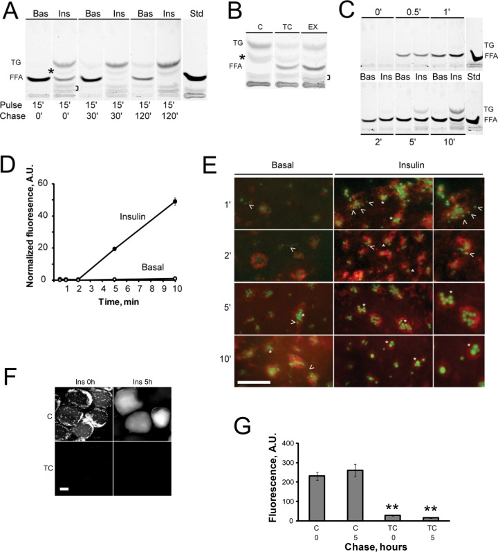 FIGURE 5: