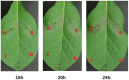 FIGURE 6