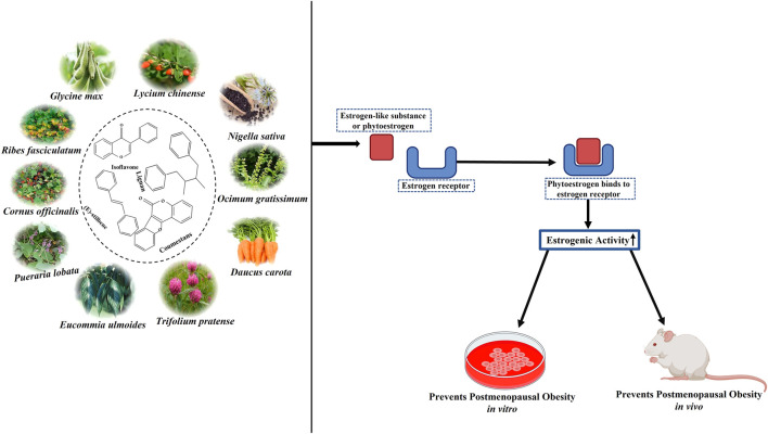 graphic file with name FPHAR_fphar-2025-1564131_wc_abs.jpg