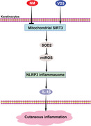 graphic file with name CTM2-11-e312-g009.jpg