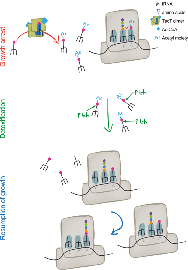 Figure 7