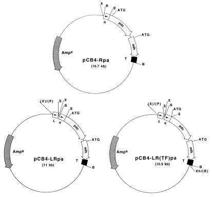 FIG. 1