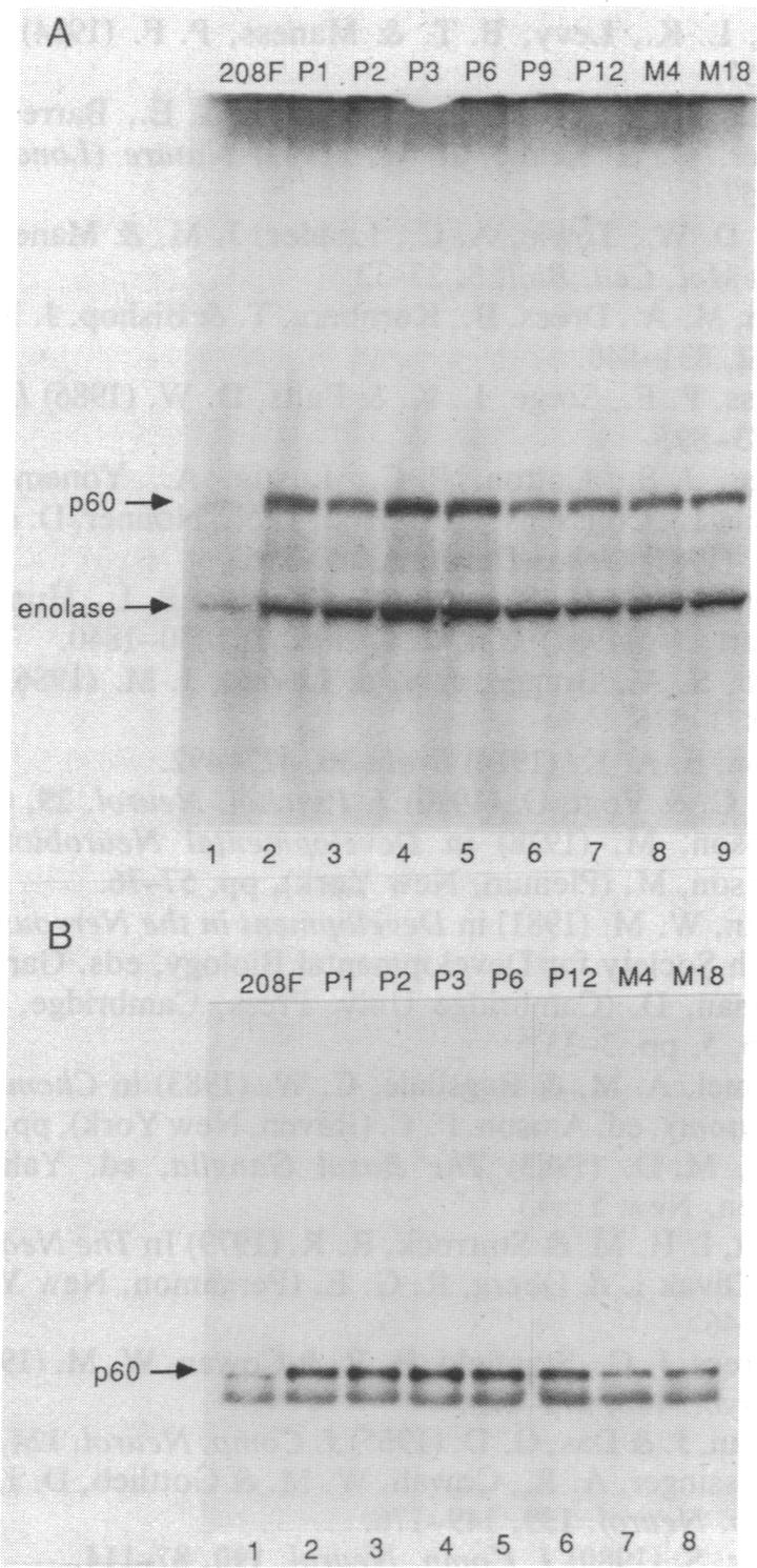 graphic file with name pnas00262-0089-a.jpg