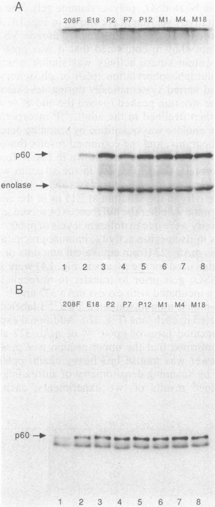 graphic file with name pnas00262-0088-a.jpg