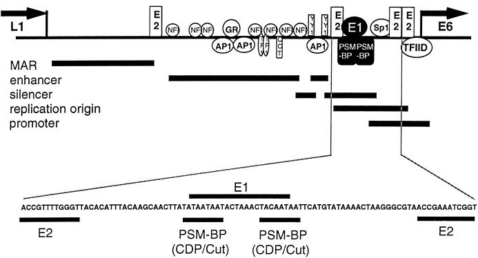 FIG. 1