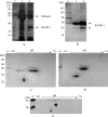 F<sc>ig</sc>. 1.