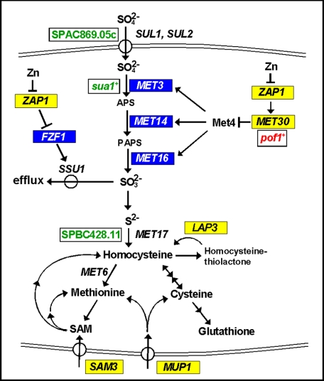 FIGURE 9.