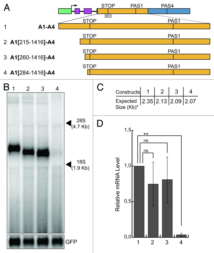 graphic file with name rna-10-516-g5.jpg