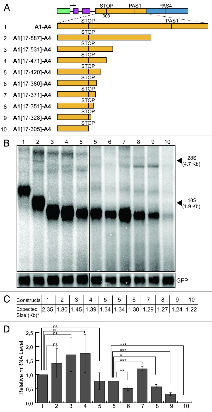 graphic file with name rna-10-516-g6.jpg