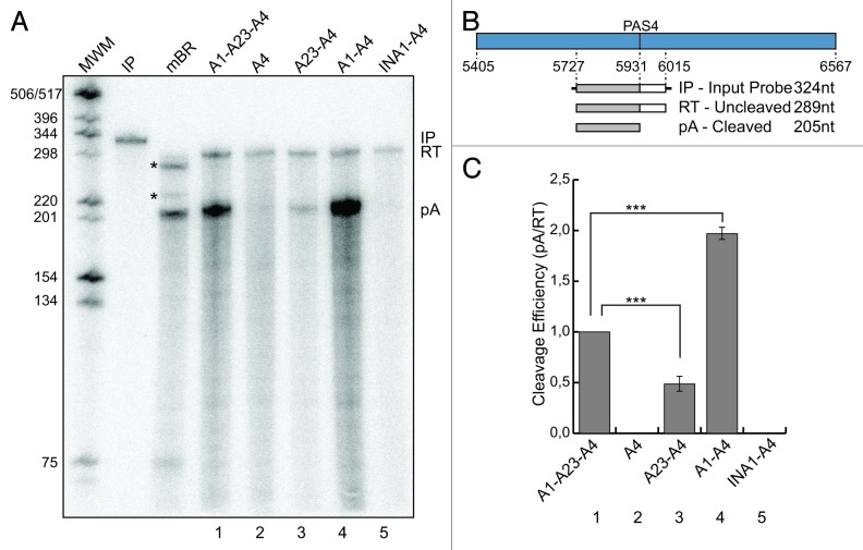 graphic file with name rna-10-516-g2.jpg