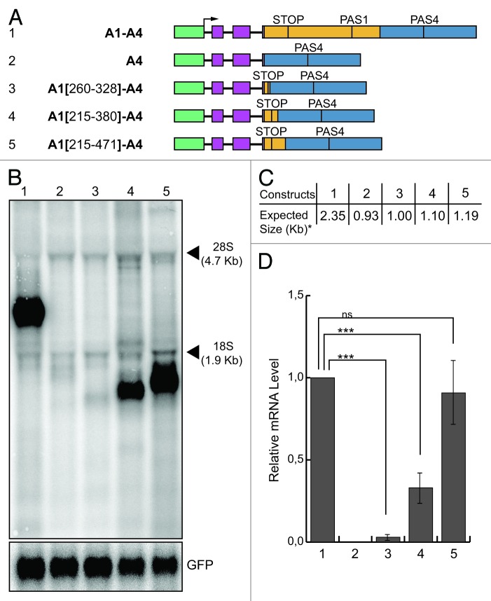 graphic file with name rna-10-516-g7.jpg