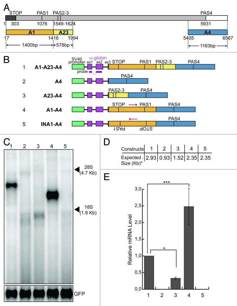 graphic file with name rna-10-516-g1.jpg