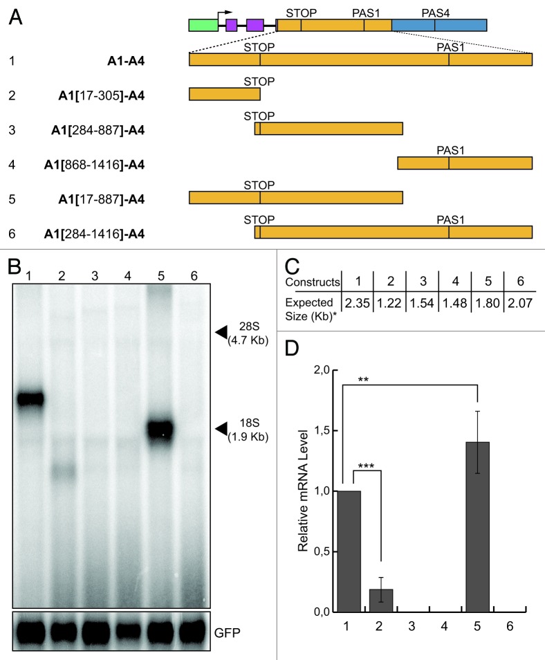 graphic file with name rna-10-516-g4.jpg