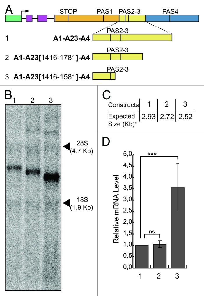 graphic file with name rna-10-516-g3.jpg