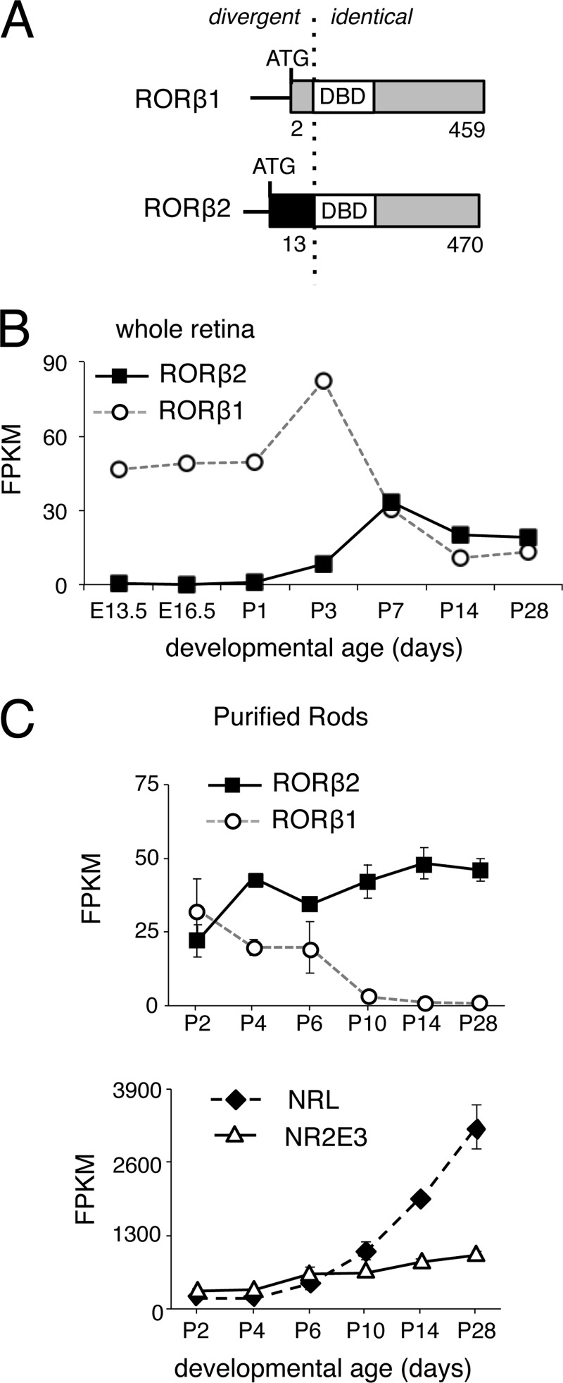 FIGURE 1.