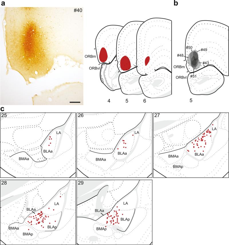 Fig. 5