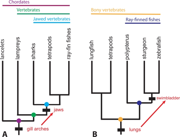 Fig. (3) 