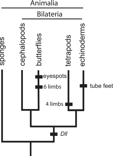 Fig. (2).